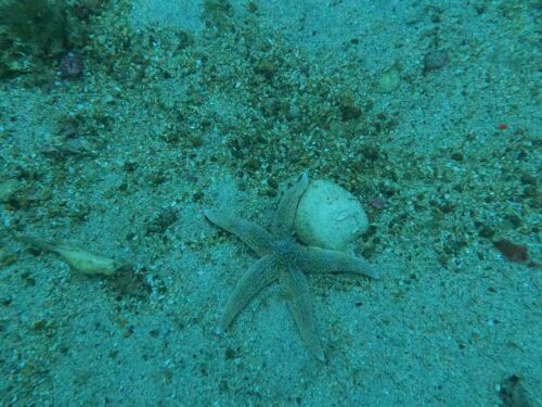Diving adventure in clear Arctic waters off Ballstad, Lofoten. Starfish at the bottom of the sea.