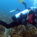Female scuba diver exploring kelp forest in cold, clear water.