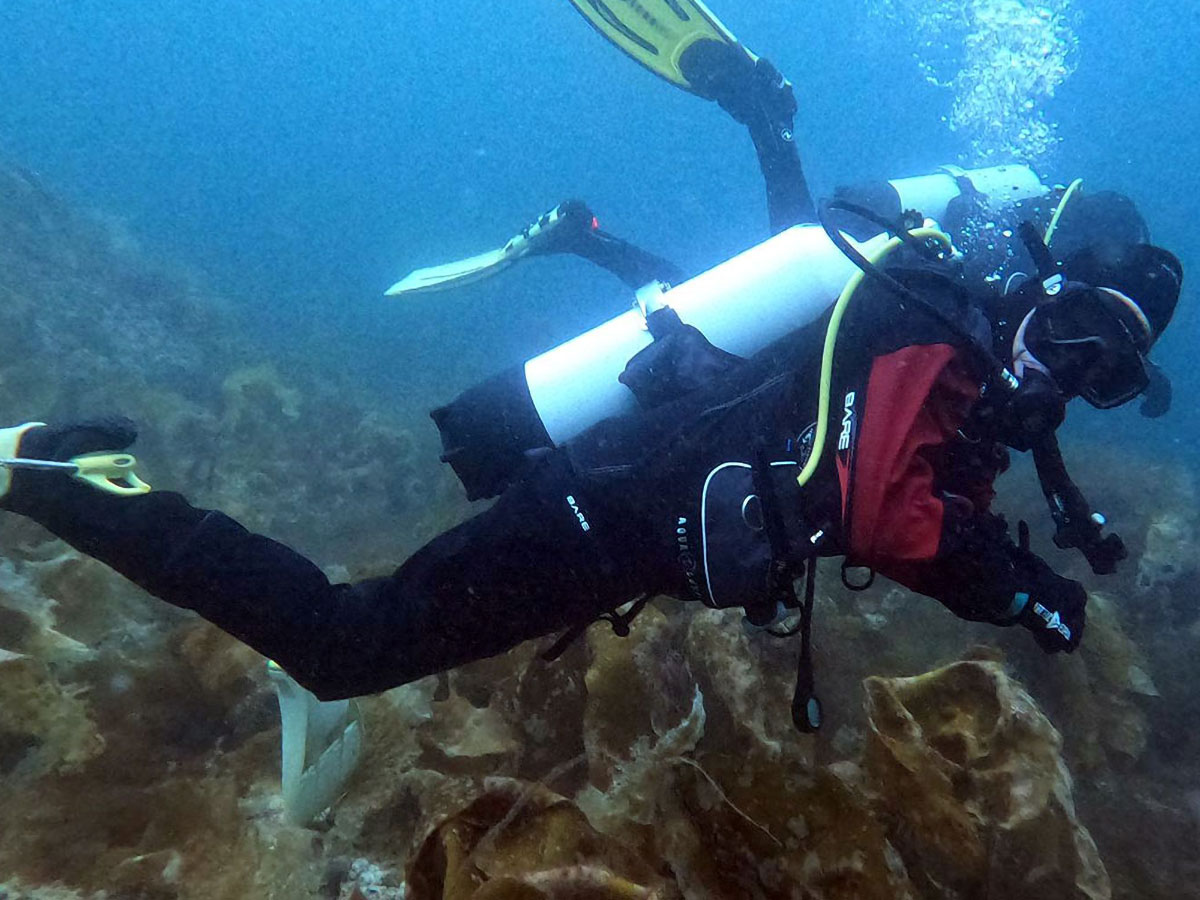 Female scuba diver exploring kelp forest in cold, clear water.