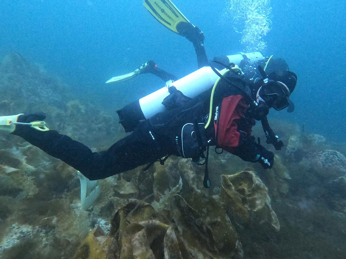 Female scuba diver exploring kelp forest in cold, clear water.